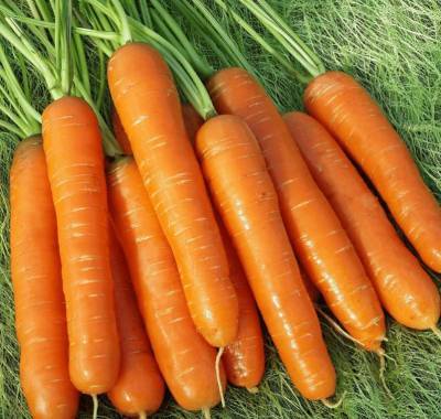 Сорт моркови Нантская 4: описание, фото и отзывы - skuke.net