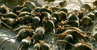 Австралию атакуют полчища агрессивных крыс (фото) - lenta.ua - Австралия