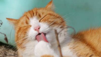Зоопсихологи объяснили неожиданную опасность домашних кошек - inforeactor.ru