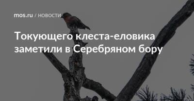Токующего клеста-еловика заметили в Серебряном бору - mos.ru - Москва