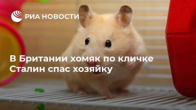 В Британии хомяк по кличке Сталин спас хозяйку - ria.ru - Москва - Англия - Великобритания