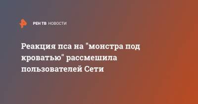Реакция пса на "монстра под кроватью" рассмешила пользователей Сети - ren.tv