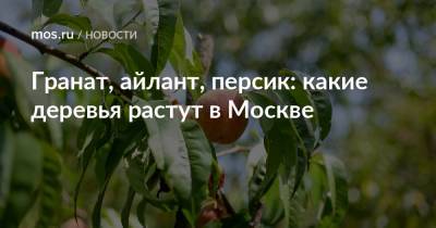 Гранат, айлант, персик: какие деревья растут в Москве - mos.ru - Москва