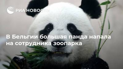 В Бельгии большая панда напала на сотрудника зоопарка - ria.ru - Бельгия - Брюссель - Европа