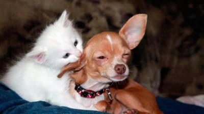 Ученые США обнаружили негативное воздействие кошек и собак на окружающую среду - polit.info - Лос-Анджелес