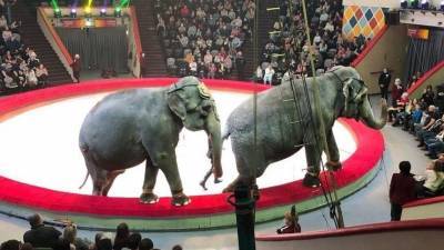 Видео: Повалившийся на трибуны слон вызвал панику зрителей в казанском цирке - 5-tv.ru - респ. Татарстан - Казань