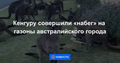 Анна Лысенко - Кенгуру совершили «набег» на газоны австралийского города - news.mail.ru - Австралия - Канберра