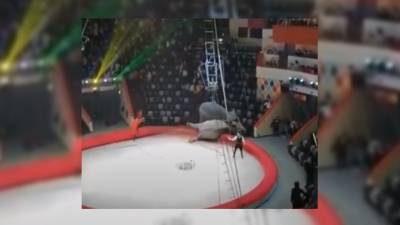 Мария Базарева - Дрессировщик объяснил, почему слоны устроили драку в Казанском цирке - nation-news.ru