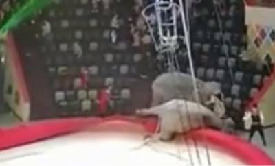 Опубликовано видео слонового побоища в казанском цирке - bloknot.ru - Казань