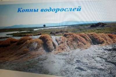 Алексей Цыденов - Глава Бурятии поручил найти хозяйственное применение водорослей озера Могой - ulan.mk.ru - Иркутская обл. - респ.Бурятия - Забайкальский край