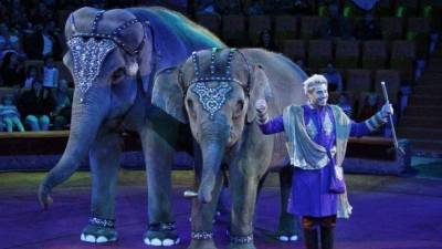Пользователи потребовали запретить шоу с животными после битвы слонов в цирке - 5-tv.ru - Казань