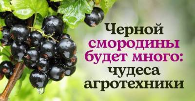 Ленивый агротехник рассказал, как вырастить черную смородину размером с виноградину - skuke.net