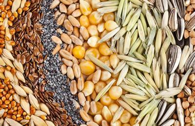 Украина закупила семенного материала на $400 млн - agroportal.ua - Голландия