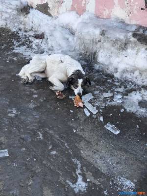 Холмские волонтеры спасли собаку, по которой кто-то стрелял дробью - sakhalin.info - Холмск