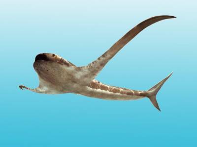 Размах плавников древней акулы превышал длину ее тела - polit.ru - Мексика