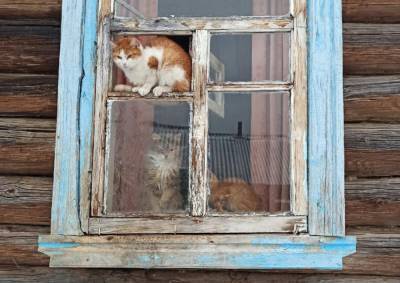 В Вышневолоцком районе Тверской области полтора десятка кошек и собака остались без хозяйки в пустом доме - afanasy.biz - Тверская обл.