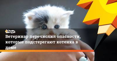 Александр Васильев - Ветеринар перечислил опасности, которые подстерегают котенка в доме - ridus.ru