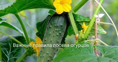 Важные правила посева огурцов - skuke.net