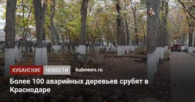 Евгений Первышов - Более 100 аварийных деревьев срубят в Краснодаре - kubnews.ru - Краснодарский край - Краснодар