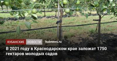 Андрей Коробка - В 2021 году в Краснодарском крае заложат 1750 гектаров молодых садов - kubnews.ru - Краснодарский край