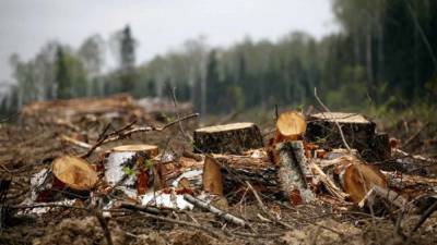 Житель Уреня незаконно нарубил леса на 2,6 млн рублей - vgoroden.ru - Нижегородская обл.