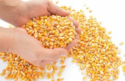 Украинские аграрии активнее заключают форварды на кукурузу - agroportal.ua - Швейцария