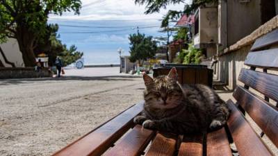 Когда в Крыму начнется настоящая весна – климатолог - crimea.ria.ru - Крым - Австралия - Симферополь