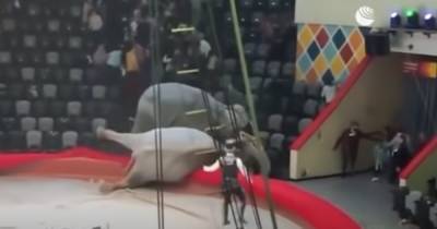 В российском цирке подрались индийские слоны (ВИДЕО) - dsnews.ua