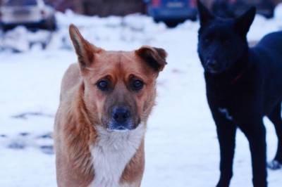 В Подмосковье две собаки случайно удушили девочку шарфом - aif.ru - Московская обл. - Новосибирск - Истра