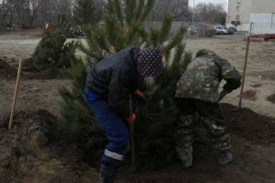 В волгоградском ЦПКиО высаживают новые деревья - volg.mk.ru