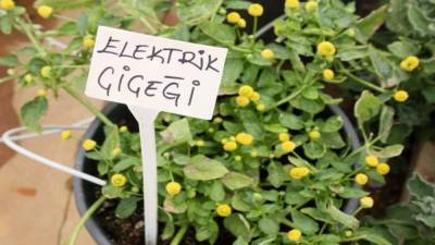 В Турции выращивают съедобные "электрические" цветы: интересное решение - 24tv.ua - Турция - Япония