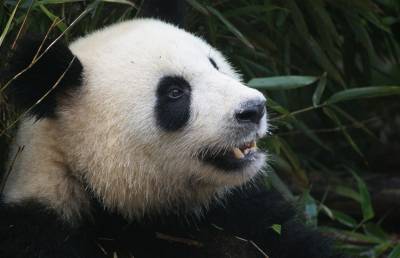 В бельгийском зоопарке большая панда напала на своего смотрителя - grodnonews.by - Бельгия