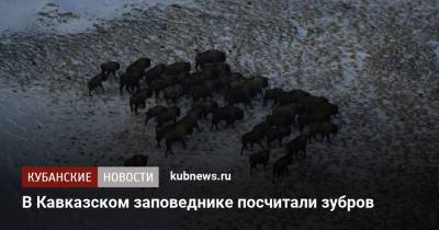 В Кавказском заповеднике посчитали зубров - kubnews.ru - Краснодарский край