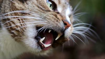 Очень страшный зверь: почему кошки бывают агрессивны - crimea.ria.ru - Крым - Симферополь