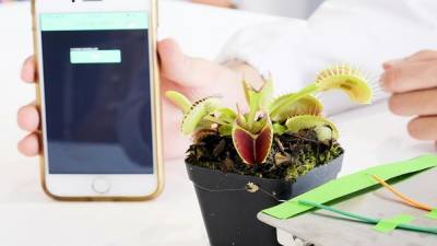 В Сингапуре биологи научились коммуницировать с растениями через смартфон - 24tv.ua - Турция - Сингапур