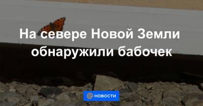 На севере Новой Земли обнаружили бабочек - news.mail.ru