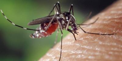 Джордж Вашингтон - Вирджиния - Российские ученые хотят отучить комаров сосать кровь - ruposters.ru - Вашингтон