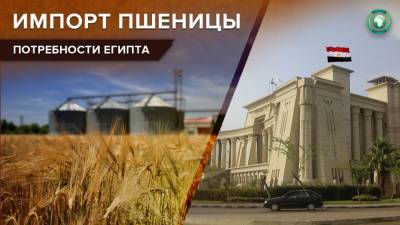 Объем закупаемой Египтом пшеницы может возрасти на 200 тыс. тонн - riafan.ru - Египет
