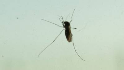 Джордж Вашингтон - Вирджиния - Ученые из России и США решили отучить комаров пить кровь - mir24.tv - Вашингтон