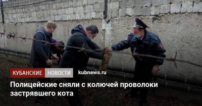 Полицейские сняли с колючей проволоки застрявшего кота - kubnews.ru - Анапа - Краснодарский край - Новороссийск