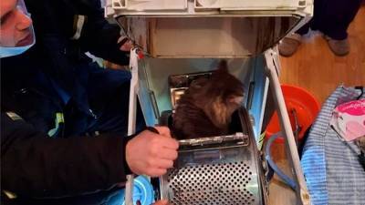 Пожарные в столице спасли кошку, застрявшую в стиральной машине - m24.ru - Москва