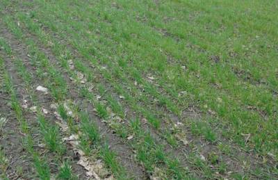 Аграрии Харьковщины увеличат зерновой клин до 1 млн га - agroportal.ua - Харьковская обл.
