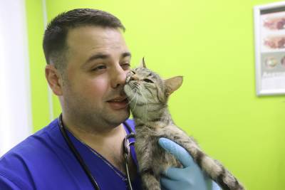 В Лиде проводят уникальную операцию по протезированию передних лап у кошки - grodnonews.by