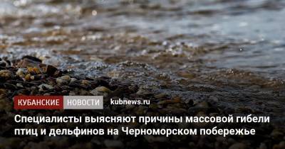 Специалисты выясняют причины массовой гибели птиц и дельфинов на Черноморском побережье - kubnews.ru - Анапа - Краснодарский край - Новороссийск - Черное Море