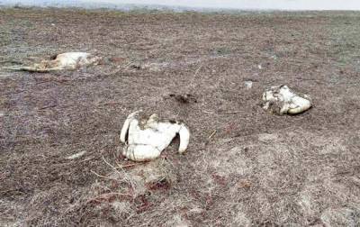 В Херсонской области погибли 90 лебедей - korrespondent.net - Украина - Херсонская обл. - район Генический