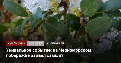 Уникальное событие: на Черноморском побережье зацвел самшит - kubnews.ru - Краснодарский край - респ. Адыгея