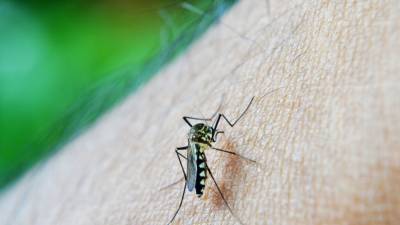Российско-американская группа ученых собирается отучить комаров от крови - newinform.com