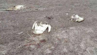 На Херсонщине на озере Сиваш погибли 90 лебедей - lenta.ua - Херсонская обл. - район Генический