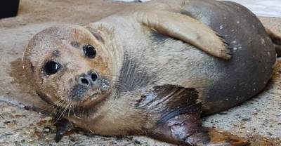 В Британии усыпили тюленя Фредди Меркьюри после нападения собаки - reendex.ru - Англия - Лондон - Эссекс