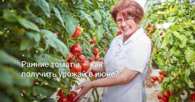Ранние томаты — как получить урожай в июне? - skuke.net
